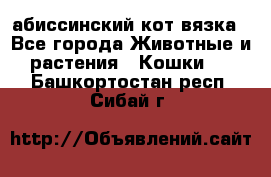 абиссинский кот вязка - Все города Животные и растения » Кошки   . Башкортостан респ.,Сибай г.